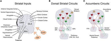 ventral striatum|Striatal circuits for reward learning and decision.